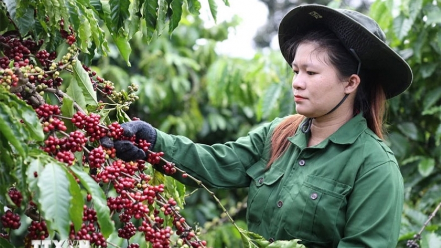 Giá cà phê hôm nay 23/8: Giá cà phê thế giới ổn định, trong nước trên 123.000 đồng/kg