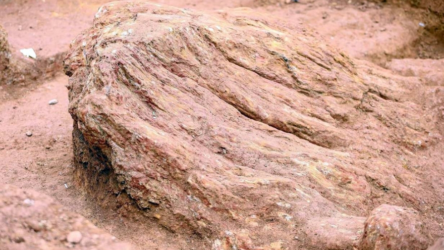 Campuchia phát hiện cây hóa thạch có niên đại lên tới 2 triệu năm