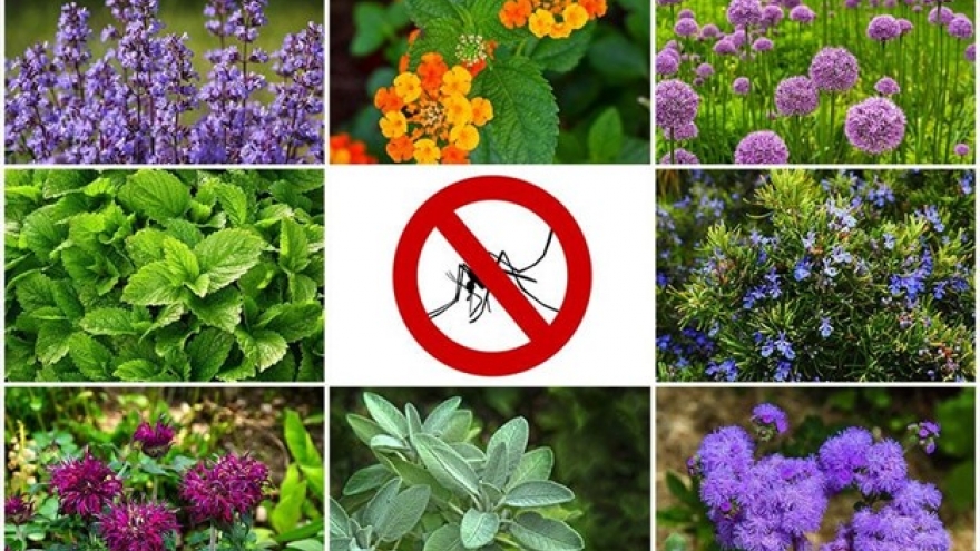 Những loại cây cực nhiều ở Việt Nam, trồng trong nhà giúp chống muỗi cực tốt