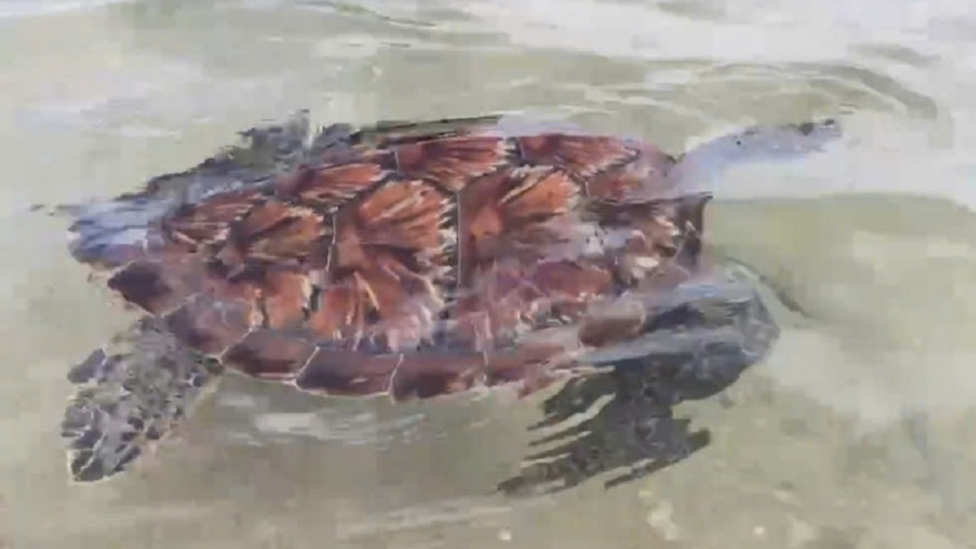 Thả cá thể vích quý hiếm nặng 12kg về biển Hòn Cau