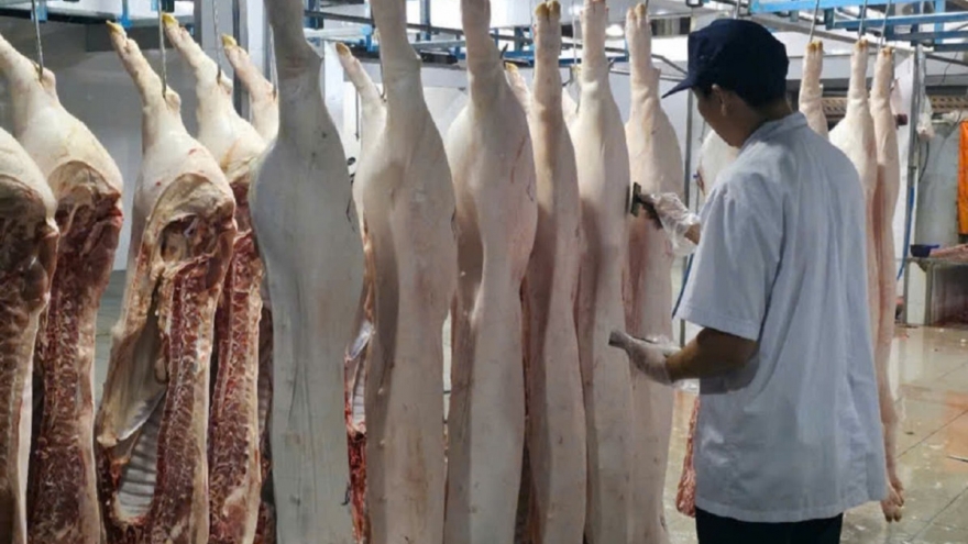 Đồng Tháp: Nguy cơ bùng phát dịch bệnh tả châu Phi, ý thức của người dân còn kém