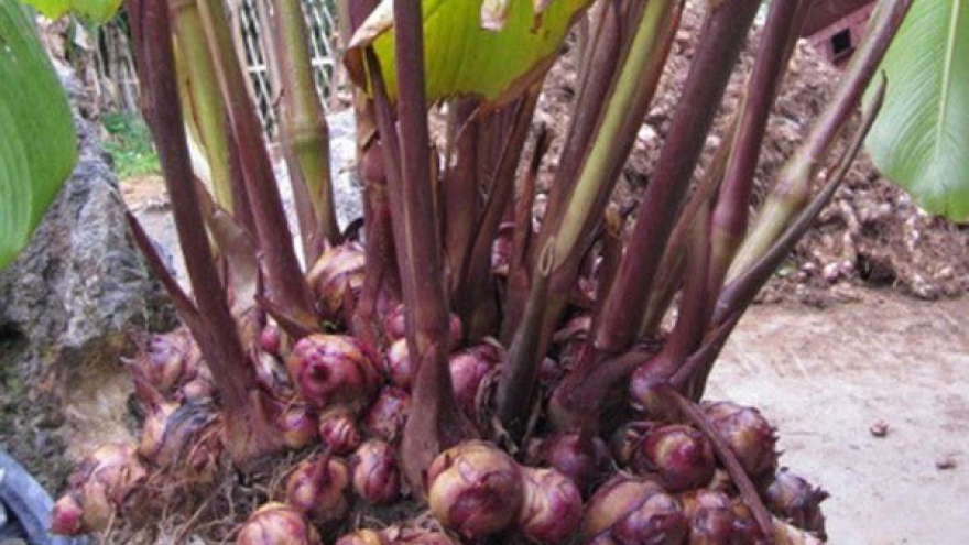 Cây mọc khắp Việt Nam, đào rễ bán như vớ được “mỏ tiền”