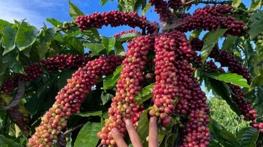 Giá cà phê hôm nay 8/9: Giá cà phê Robusta và Arabica tiếp tục giảm