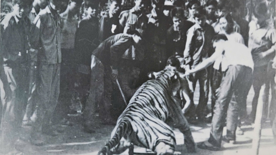 Về chiến khu Đ nghe chuyện giết cọp ba móng giữa đại ngàn