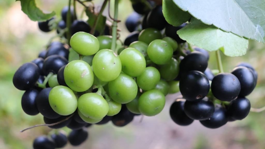 Quả dại miền Tây hóa “mỏ vàng”