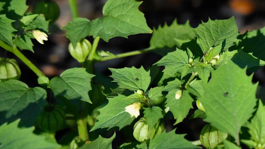 Loại lá được coi như "thần dược tự nhiên", Việt Nam có nhiều lại ít được sử dụng