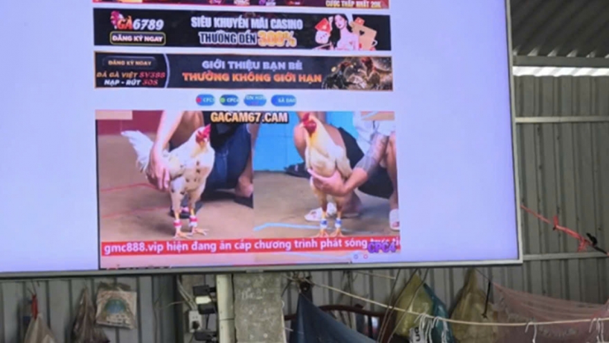 Triệt xóa tụ điểm đá gà ăn thua bằng tiền "qua màn hình tivi"
