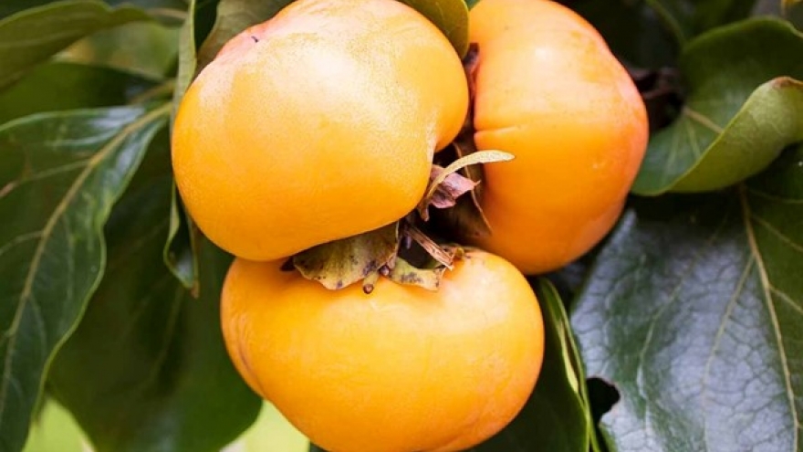 Loại quả đang vào mùa ở Việt Nam, được ví như "thuốc bổ" cực tốt cho sức khỏe