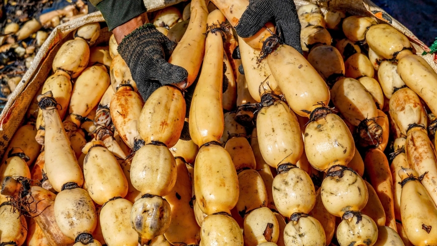 Hái ra tiền từ loại củ dưới bùn sâu được ví như “nhân sâm nước”