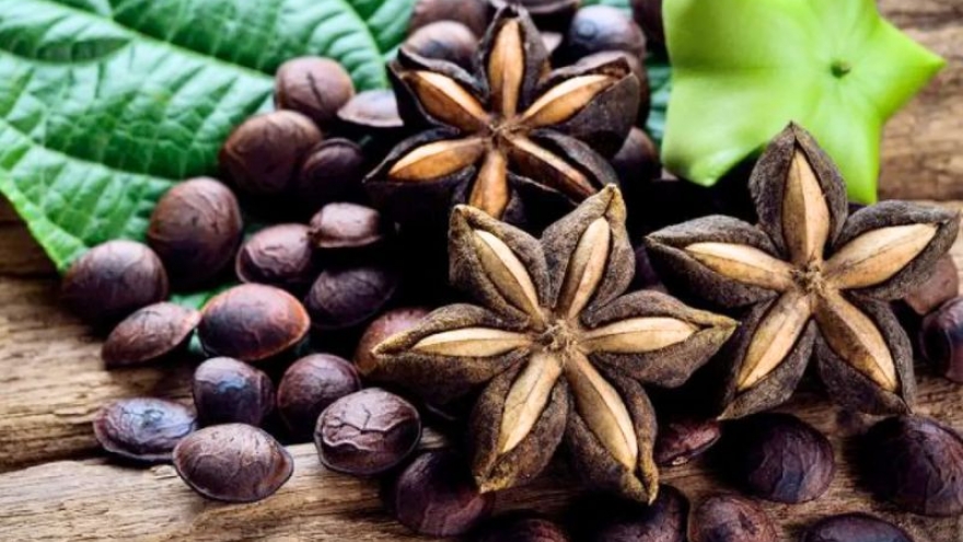 Loại hạt ít ai biết ở Việt Nam lại có giá siêu đắt đỏ