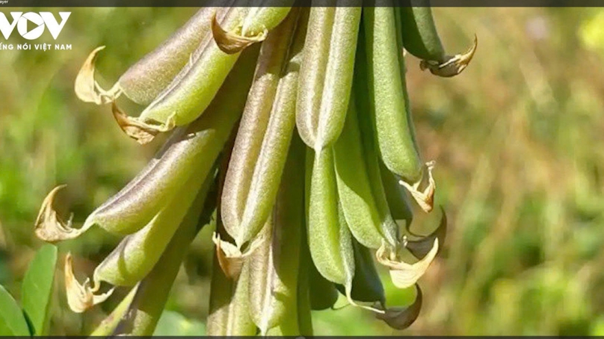 Loại đậu mang tên “bốc mùi”, khó ngửi nhưng lại là “mỏ vàng” thuốc quý