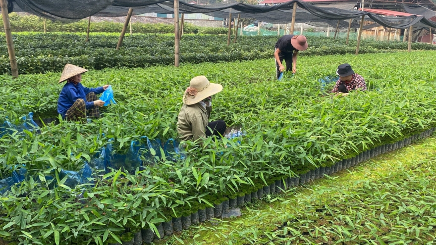 Trồng cây chỉ lấy lá, người dân thu hoạch quanh năm xuất khẩu “hái ra tiền”