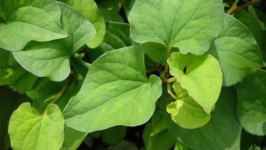 Điều gì xảy ra nếu bạn ăn rau diếp cá mỗi ngày?