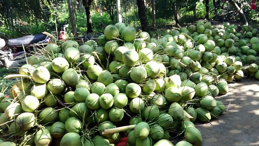 Vào mùa thuận vụ, giá dừa tươi tại Vĩnh Long giảm mạnh