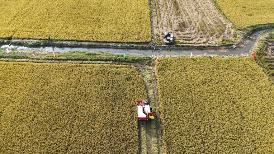 An Giang phát triển bền vững vựa lúa vùng Tứ Giác Long Xuyên