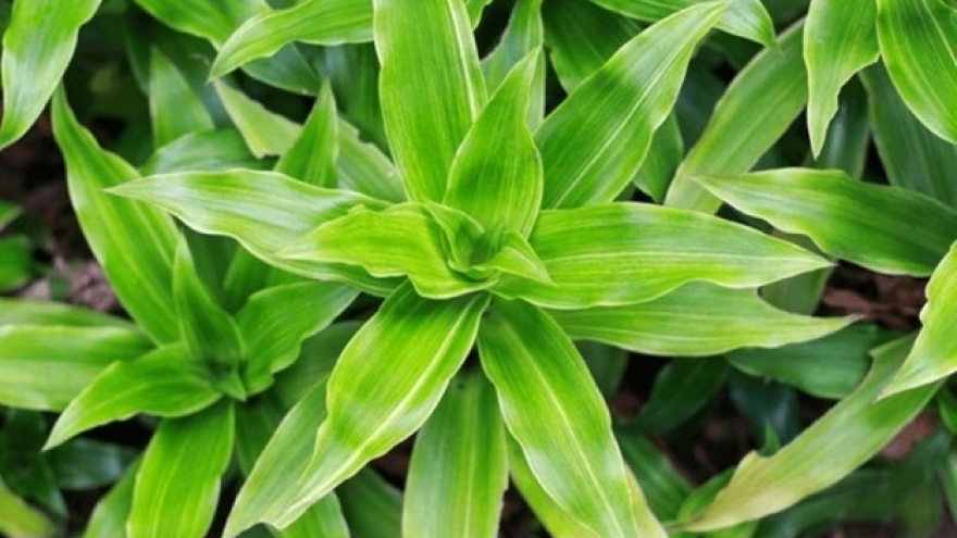 Cây thuốc quý cực sẵn ở Việt Nam, nhiều người lại chỉ trồng làm cảnh trong nhà