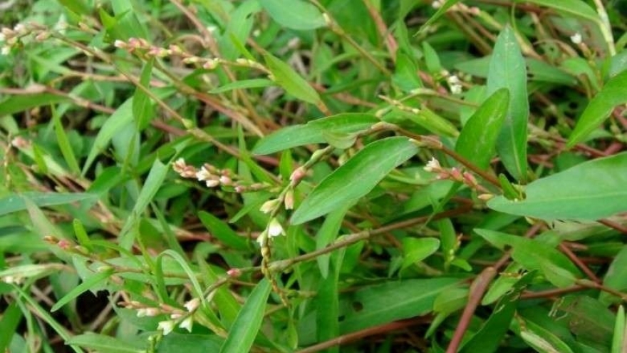 Loại cây Việt cay hơn cả ớt, là "thuốc bổ tự nhiên" không chăm vẫn mọc um tùm