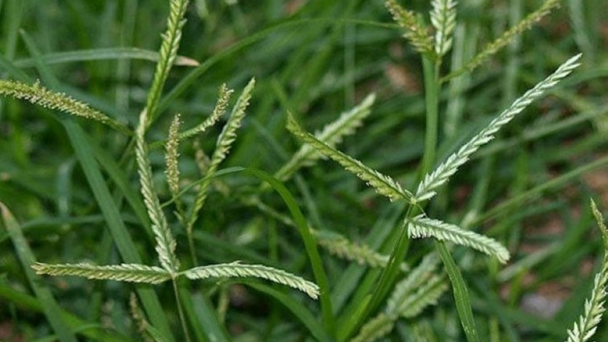 Cây thuốc đa công dụng, không trồng cũng mọc đầy vườn lại hay bị nhầm là cỏ dại