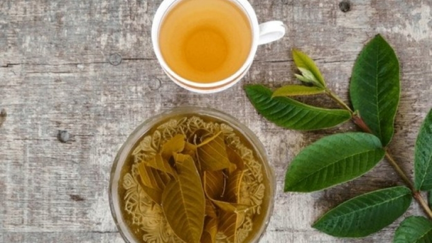 Loại lá nhiều người đổ bỏ, phơi khô, pha trà lại thành "nước thần" cực bổ dưỡng