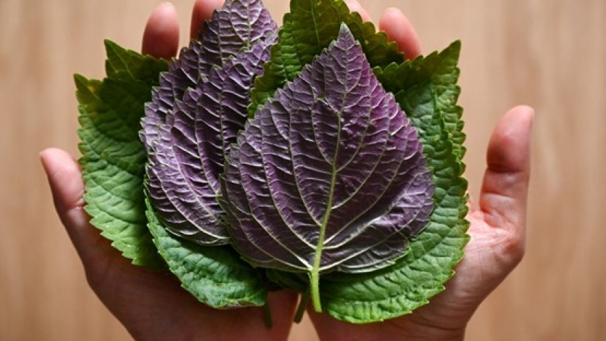 Loại “lá hồi sinh" bổ dưỡng chẳng kém sâm, tổ yến, giá lại rẻ bèo ở chợ Việt