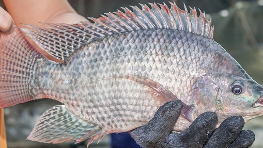 “Rộng đường” xuất khẩu cá rô phi