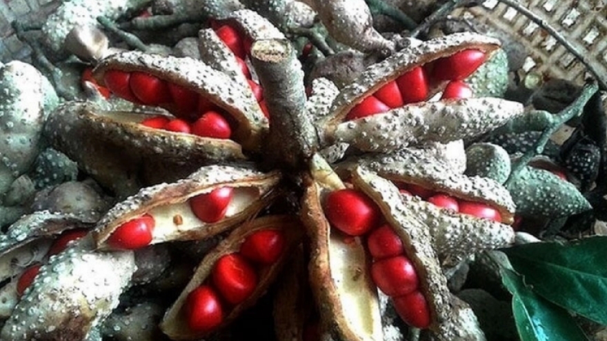 "Vàng đen" Tây Bắc xưa rụng đầy gốc không ai nhặt, nay giá tiền triệu/kg