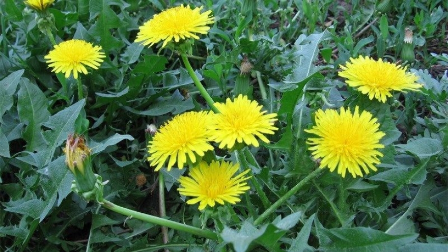 Lợi ích sức khỏe tuyệt vời của cây bồ công anh