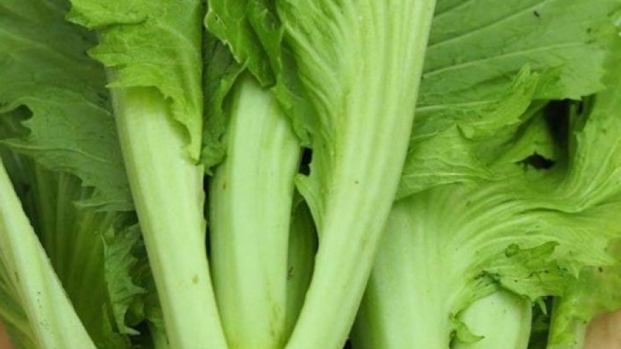 Cải bẹ xanh - Loại rau dân dã với 6 lợi ích vàng cho sức khỏe