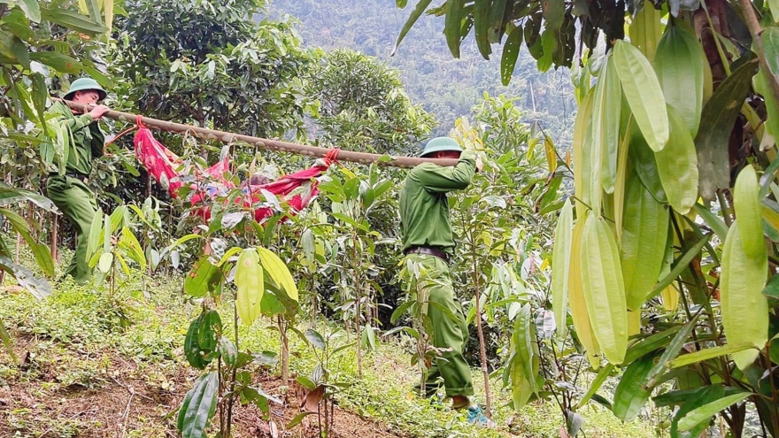 Cụ bà 86 tuổi lạc trong rừng khi đi thăm người thân