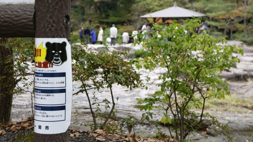 Các vụ gấu tấn công tại Nhật Bản khiến lượng khách du lịch sụt giảm