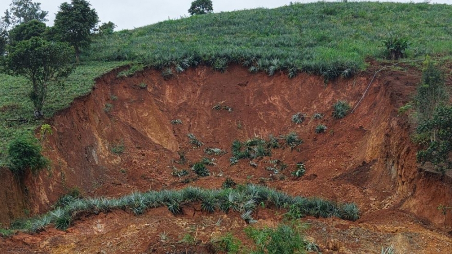 Vùng trọng điểm dứa của Đắk Lắk thiệt hại nặng vì lũ lụt