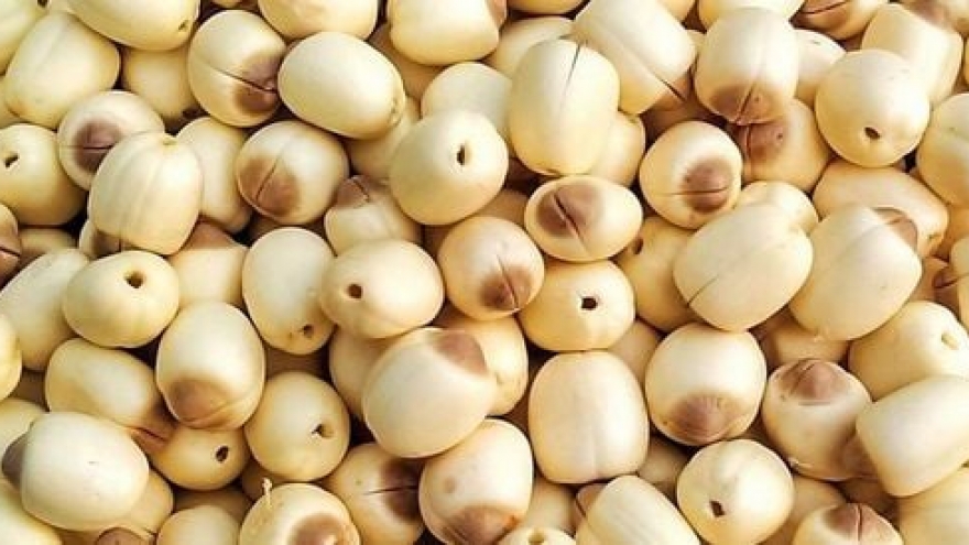 Hạt sen - món quà dân dã giúp ngủ ngon và sống khỏe mỗi ngày