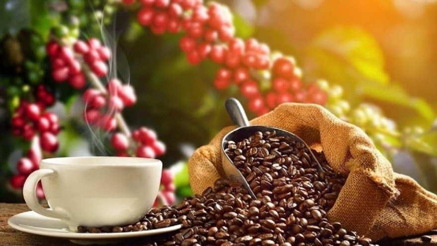 Giá cà phê hôm nay 15/11: Giá cà phê thế giới và trong nước đồng loạt giảm