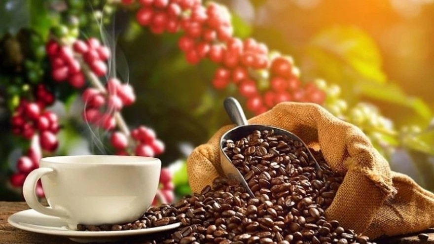 Giá cà phê hôm nay 25/11: Giá cà phê trong nước trung bình ở mức 111.900 đồng/kg