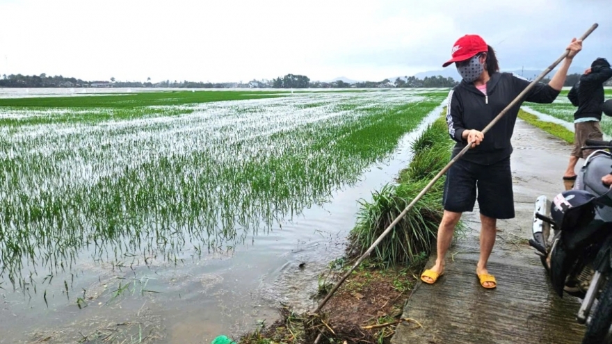 Hướng dẫn kỹ thuật khôi phục sản xuất trồng trọt sau đợt mưa lũ lớn bất thường