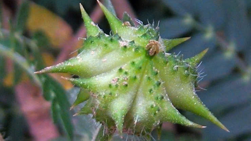 Cỏ dại mọc đầy đường từng bị "hắt hủi", giờ bỗng hóa "mỏ vàng"