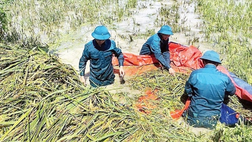 Xuất cấp hơn 3.400 tấn giống từ dự trữ quốc gia khôi phục sản xuất vùng lũ