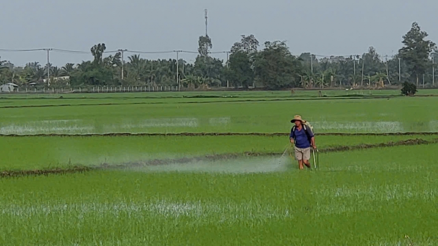 Cần Thơ khuyến cáo nông dân tuân thủ lịch thời vụ để né hạn mặn vụ Đông Xuân