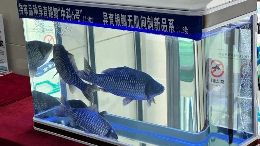 Trung Quốc tạo ra cá diếc không xương dăm, dự kiến ra mắt thị trường năm 2026