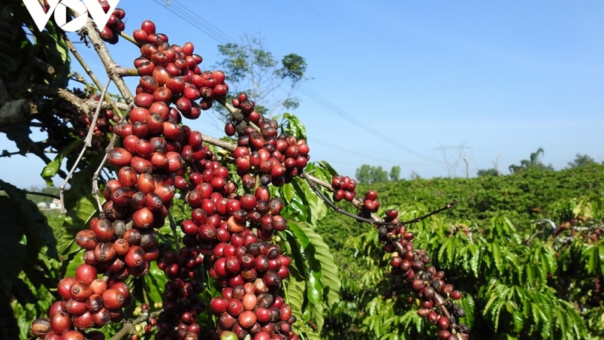 Giá cà phê hôm nay 13/12: Cà phê trong nước giảm, thế giới tăng - giảm trái chiều