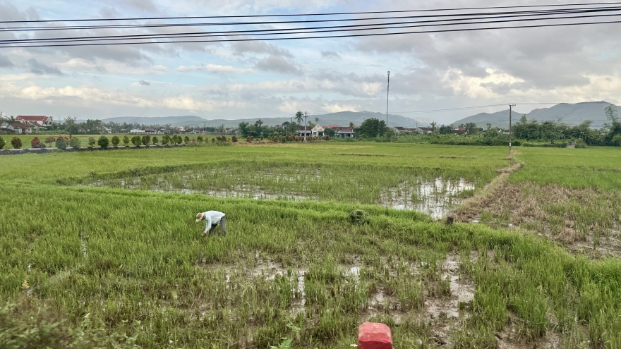 Vựa lúa Tuy Hoà chờ nước về kênh, chờ giống xuống đồng