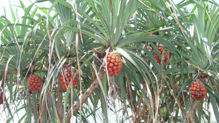 Dứa dại: Loại quả mọc hoang được dân gian tin dùng để hỗ trợ tán sỏi thận