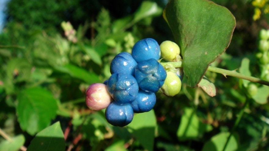 Loài rau dại khiến rắn cũng phải “né đường”, lại là thuốc quý của người xưa