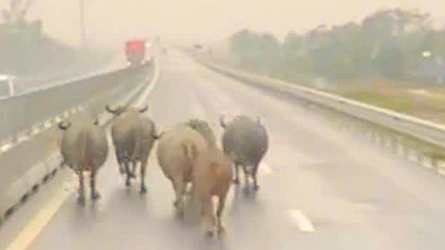 Xuất hiện đàn trâu chạy trên cao tốc Bắc - Nam