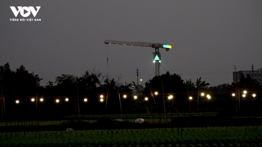 Giáp Tết, những ánh đèn không tắt trên cánh đồng hoa Tây Tựu