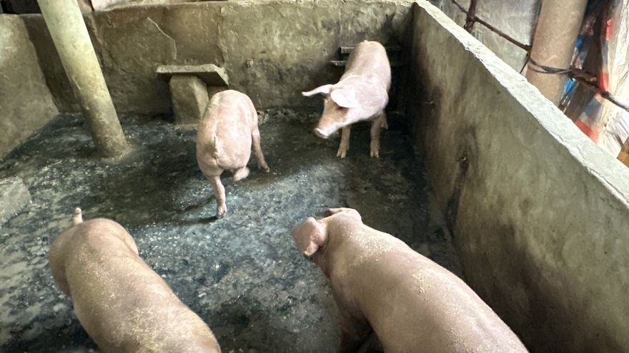 Hỗ trợ sinh kế, giúp người dân Cà Mau giảm nghèo, vươn lên ổn định cuộc sống