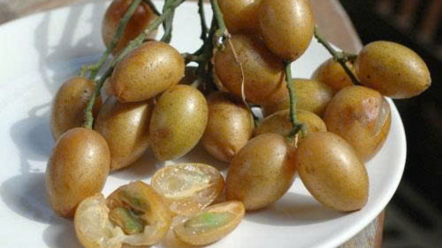 Quất hồng bì: Loại quả nhỏ nhưng “giấu” nhiều công dụng ít người biết