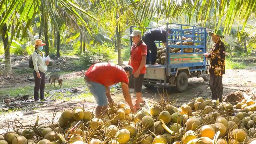 Phát huy lợi thế đưa “thủ phủ dừa” Vĩnh Long trở thành ngành kinh tế mũi nhọn