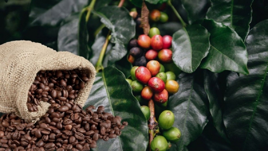 Giá cà phê hôm nay 22/2: Giá cà phê trong nước trung bình 97.800 đồng/kg