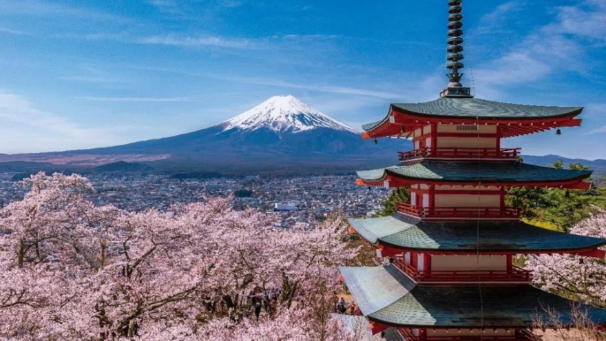 Một địa phương tại Nhật Bản hủy lễ hội hoa anh đào năm 2026